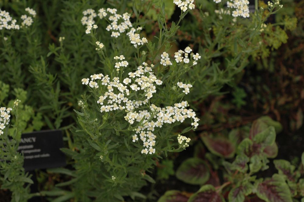 Asteraceae Achillea ageratum