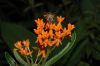 image of Asclepias tuberosa