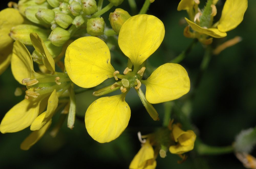 Brassicaceae Brassica hirta