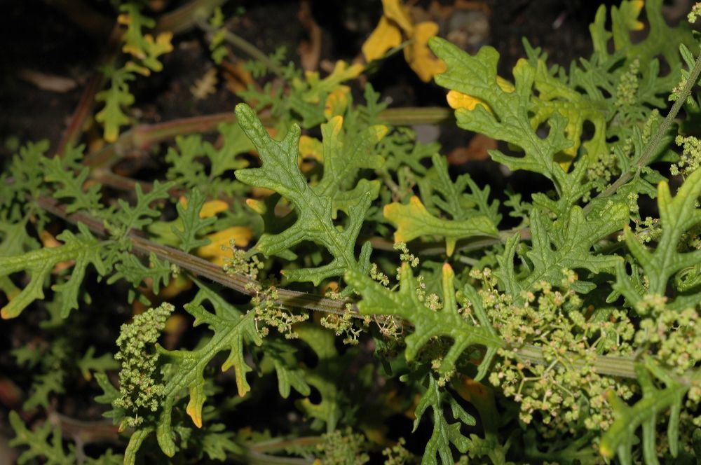 Amaranthaceae Chenopodium botrys