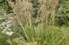 image of Eryngium yuccifolium