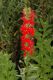image of Lobelia cardinalis
