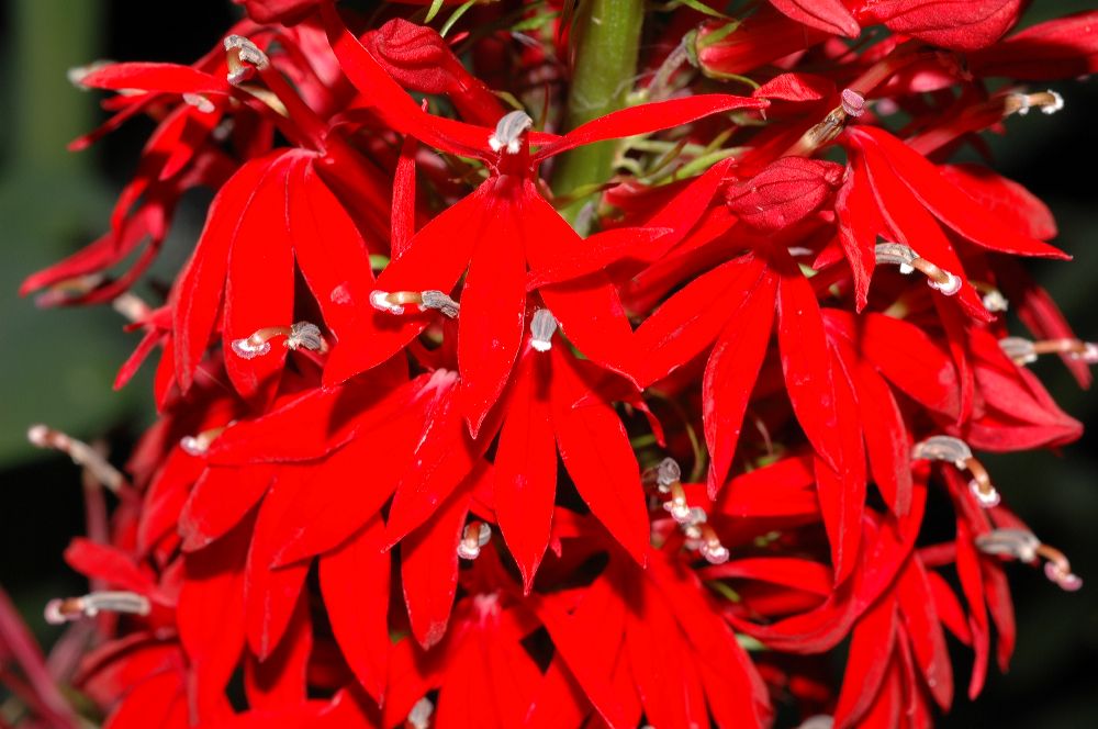 Campanulaceae Lobelia cardinalis
