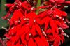 image of Lobelia cardinalis
