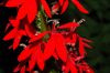 image of Lobelia cardinalis