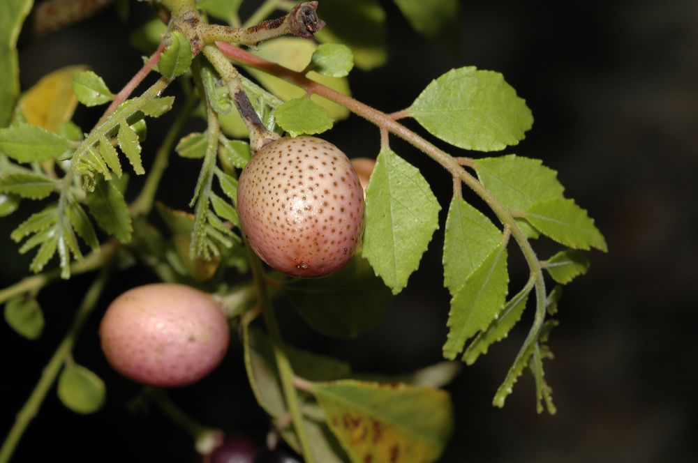 Rutaceae Murraya koenigii