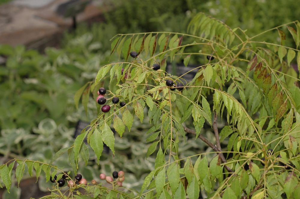 Rutaceae Murraya koenigii