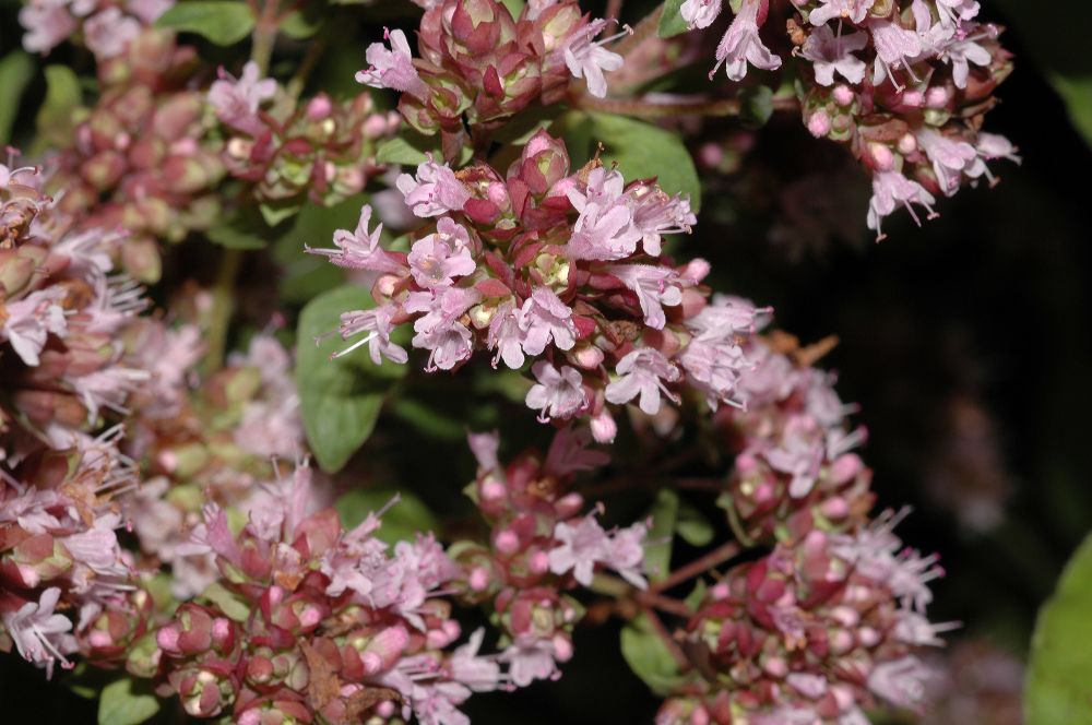 Lamiaceae Origanum vulgare