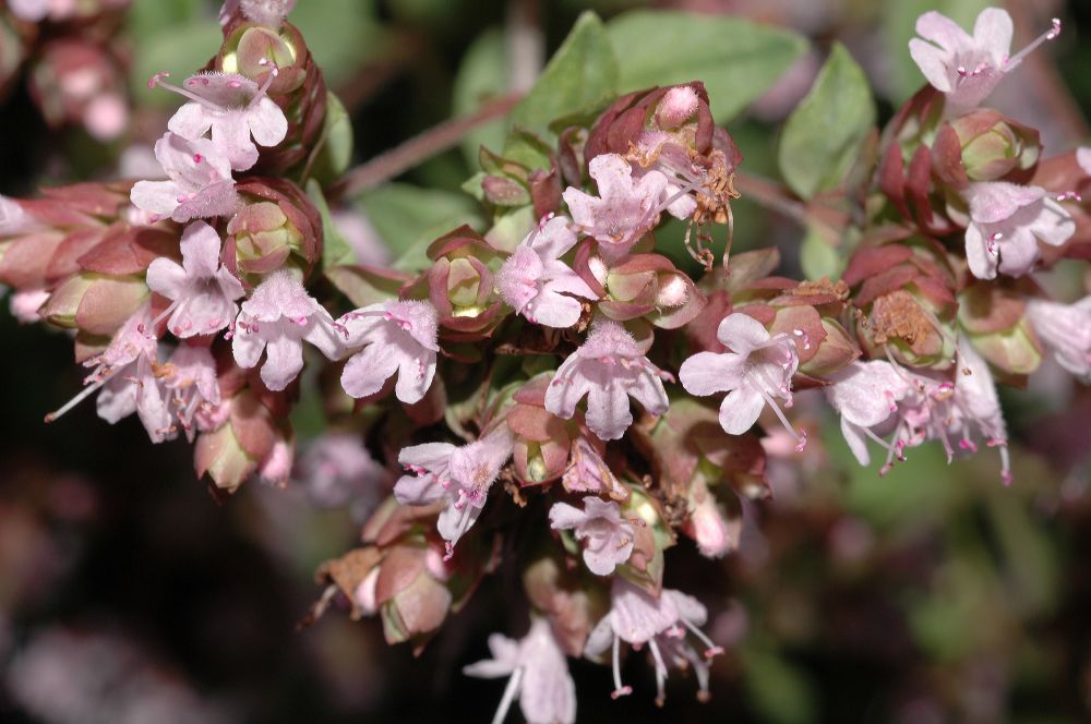 Lamiaceae Origanum vulgare