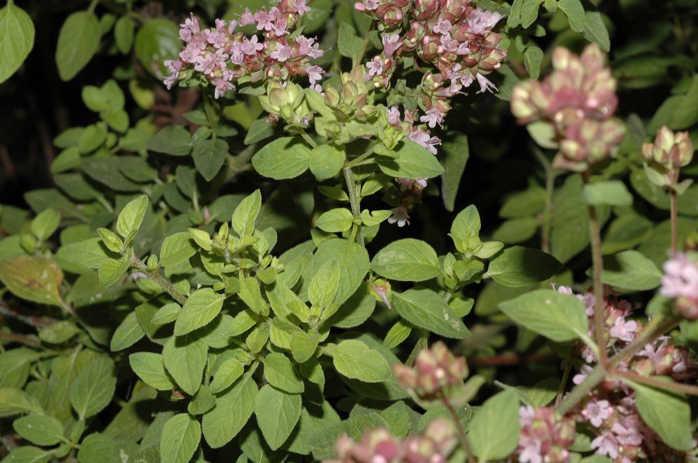 Lamiaceae Origanum vulgare