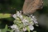 image of Pycnanthemum pilosum