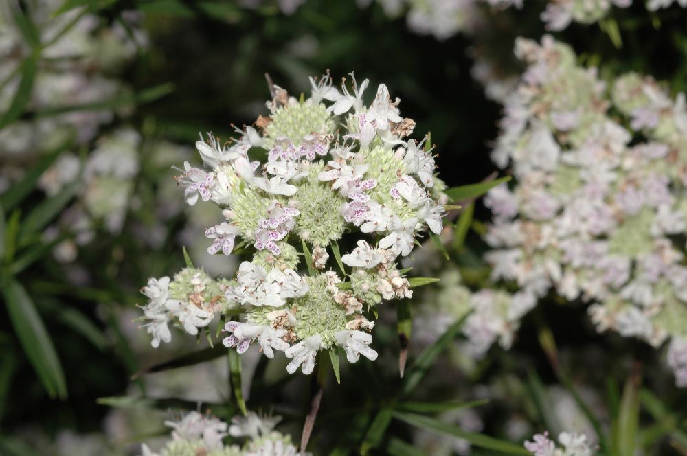 Lamiaceae Pycnanthemum tenuifolium