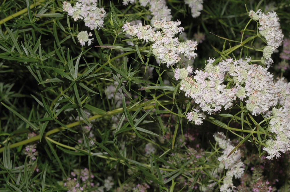 Lamiaceae Pycnanthemum tenuifolium