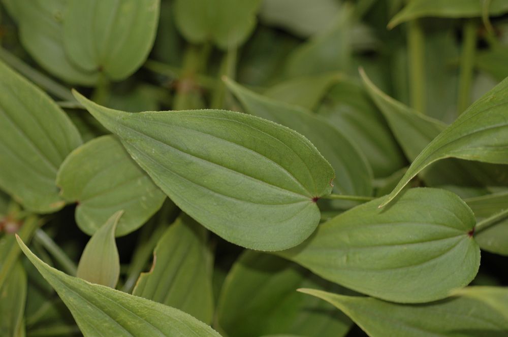 Rubiaceae Rubia cordifolia