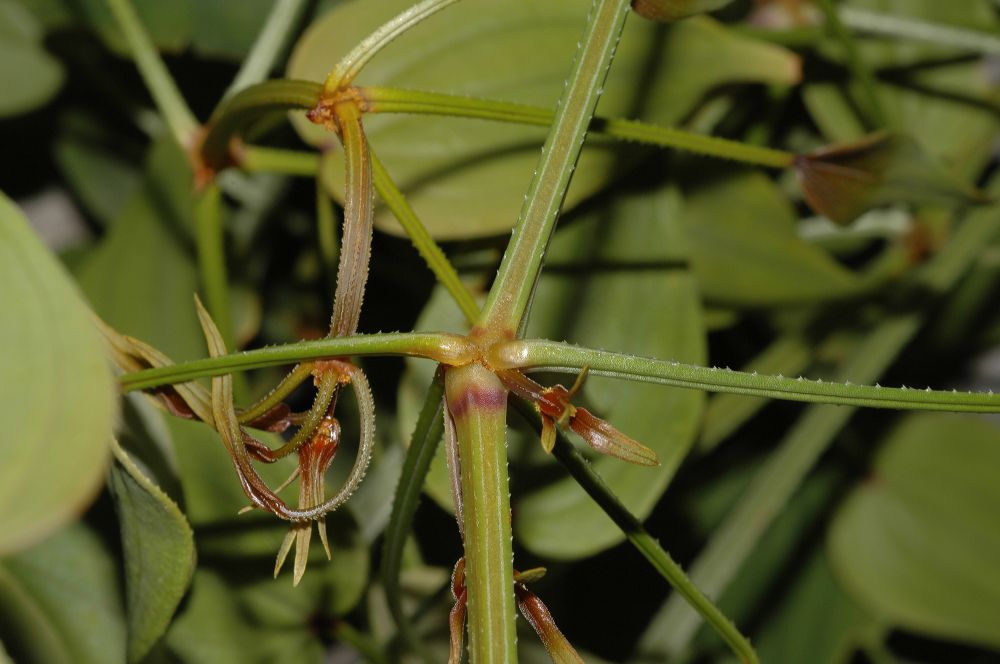 Rubiaceae Rubia cordifolia