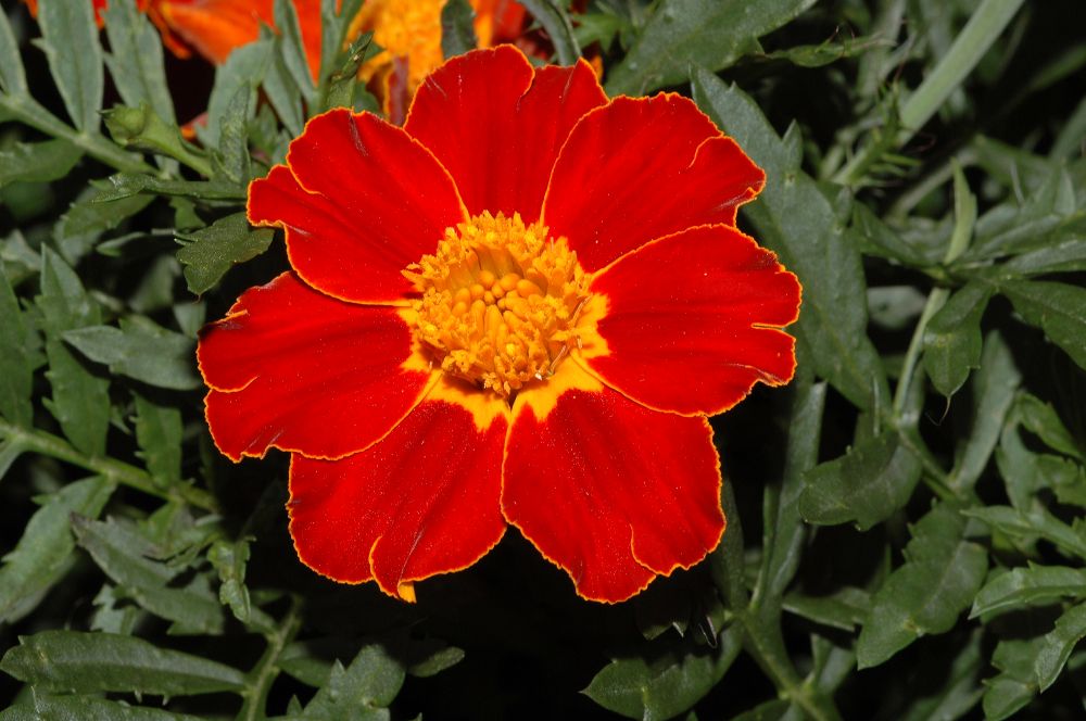 Asteraceae Tagetes patula