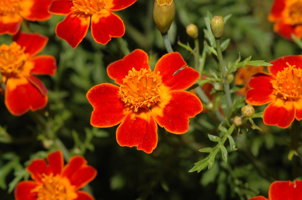 Asteraceae Tagetes tenuifolia