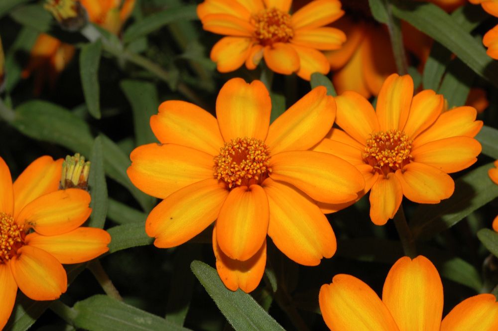 Asteraceae Zinnia angustifolia