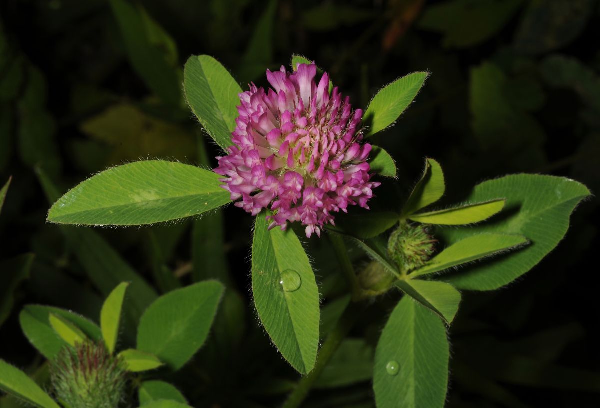 Fabaceae Trifolium pratense