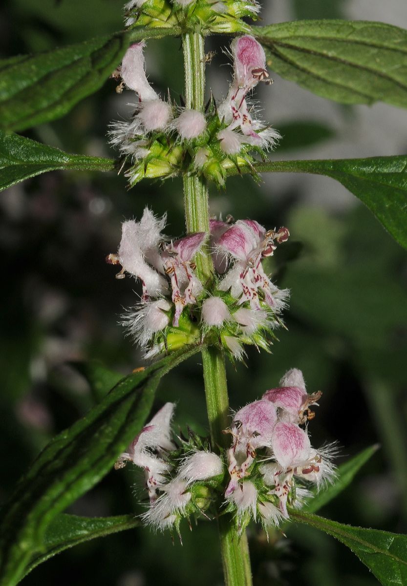 Lamiaceae Leonurus cardiaca