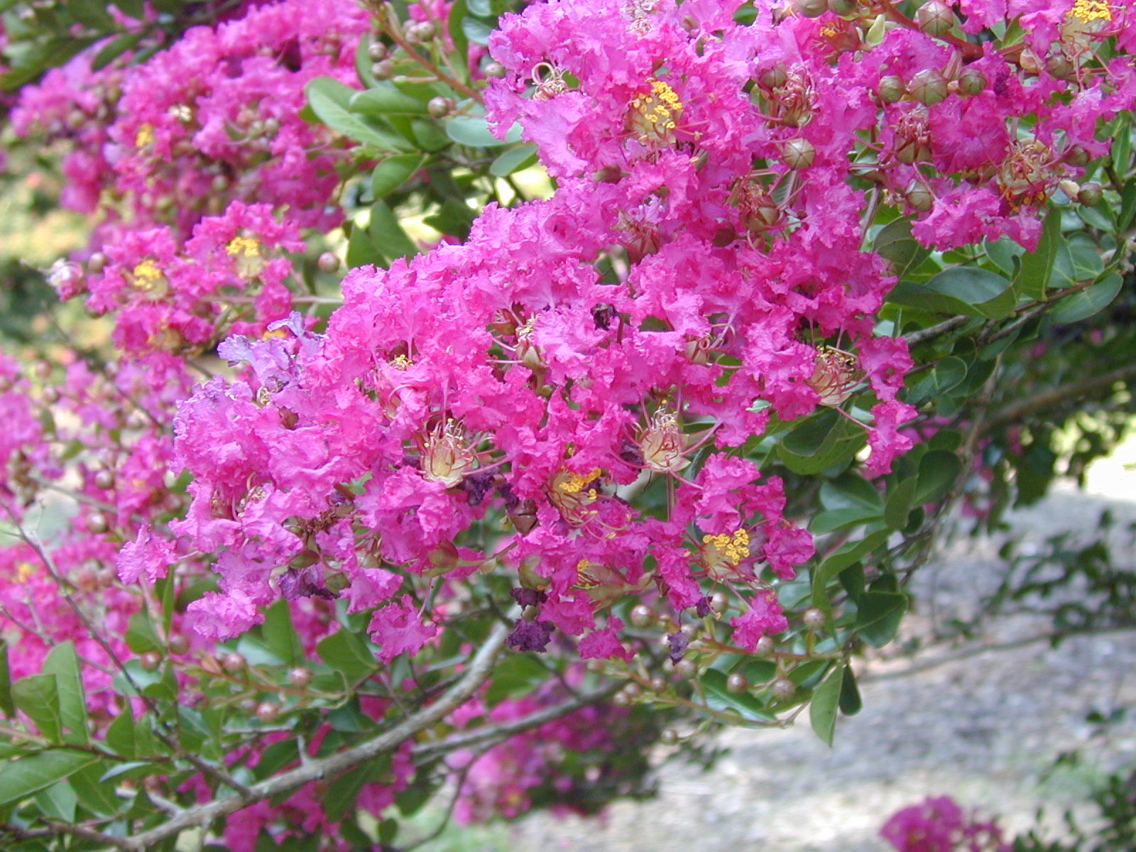 Lythraceae Lagerstroemia 