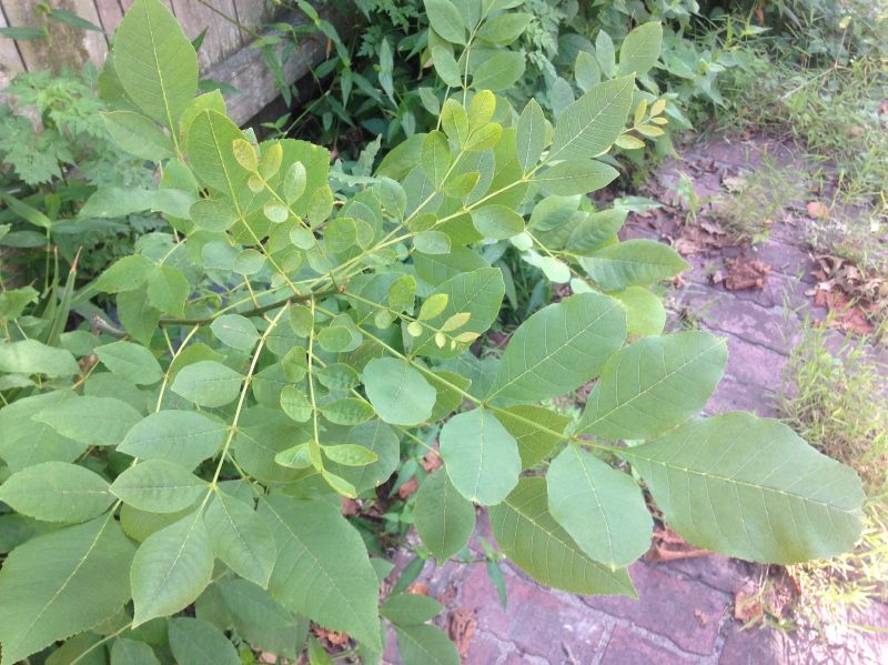 Oleaceae Fraxinus americana