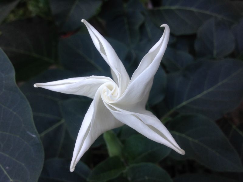 Solanaceae Datura stramonium