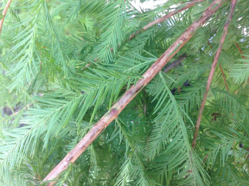 Cupressaceae Taxodium distichum