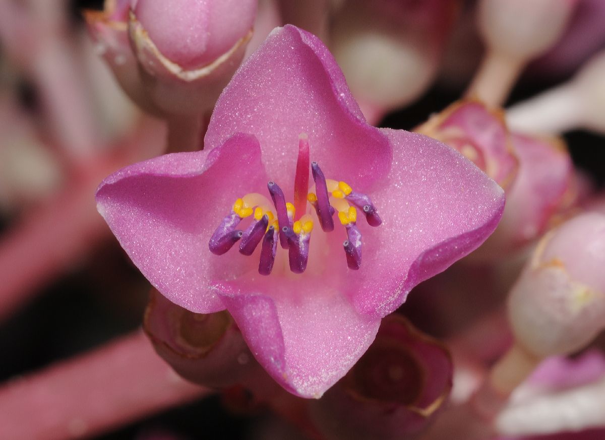 Melastomataceae Medinilla myriantha