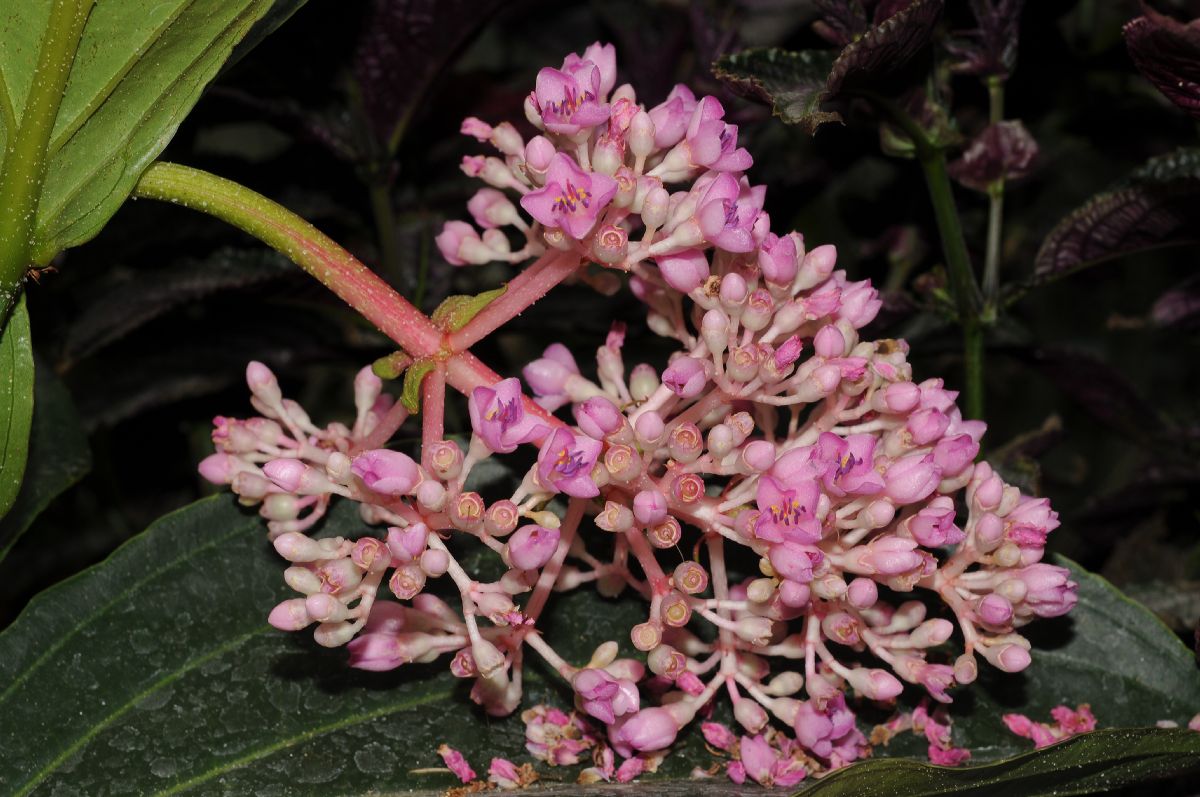 Melastomataceae Medinilla myriantha