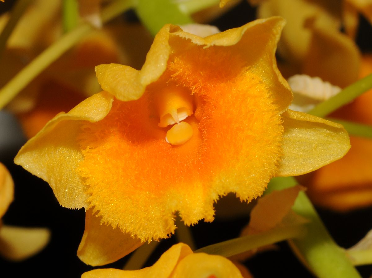 Orchidaceae Dendrobium densiflorum