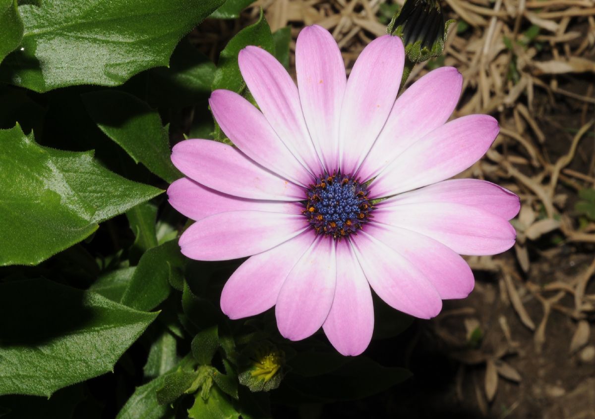 Asteraceae Osteospermum 