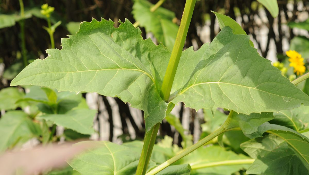 Asteraceae Silphium perfoliatum