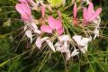 image of Cleome hassleriana