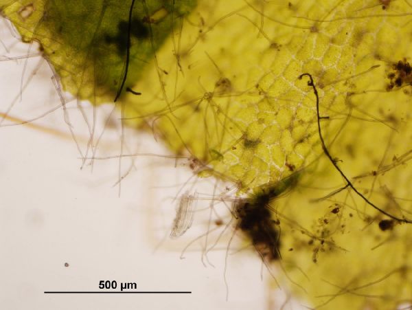 Polypodiaceae Alansmia reclinata