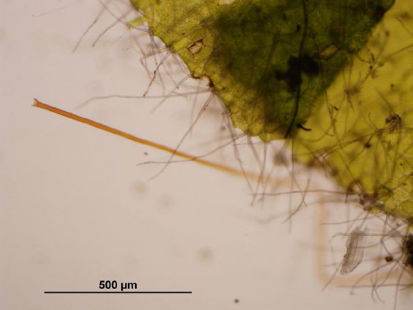 Polypodiaceae Alansmia reclinata