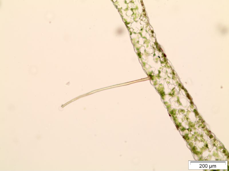 Polypodiaceae Alansmia reclinata