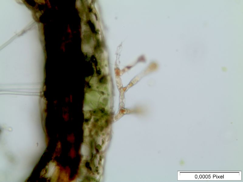 Polypodiaceae Alansmia reclinata