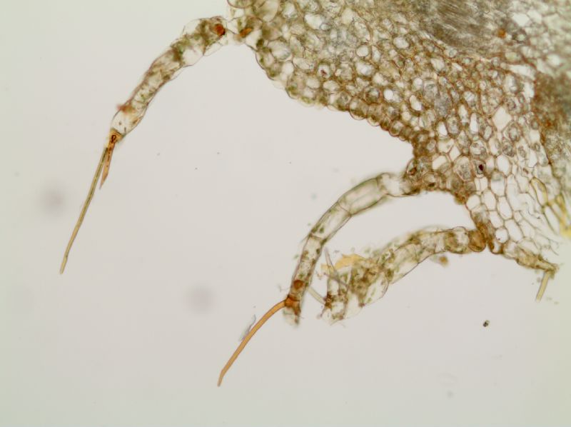 Polypodiaceae Alansmia reclinata