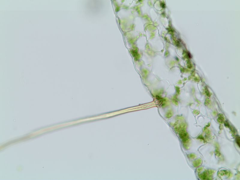 Polypodiaceae Alansmia reclinata