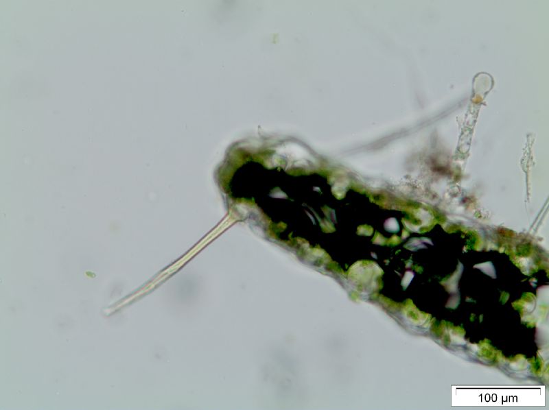 Polypodiaceae Alansmia reclinata