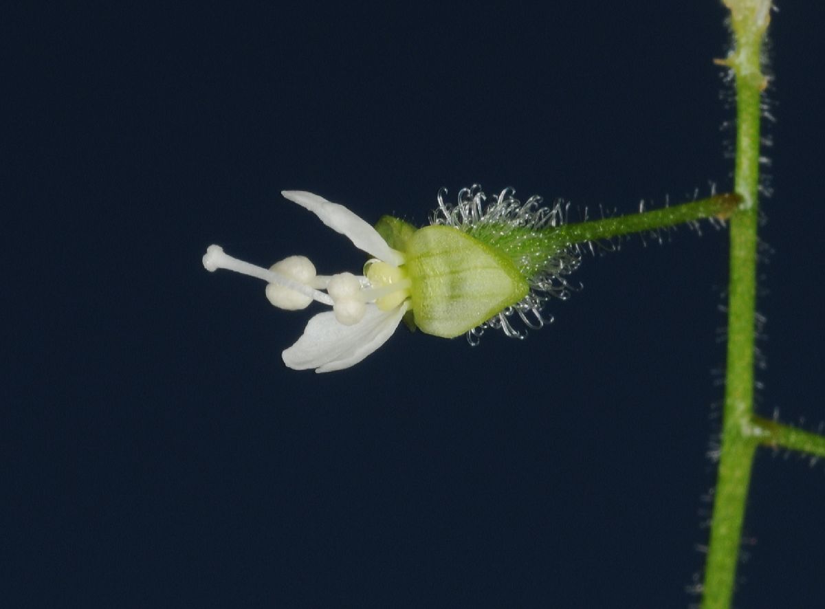 Onagraceae Circaea alpina