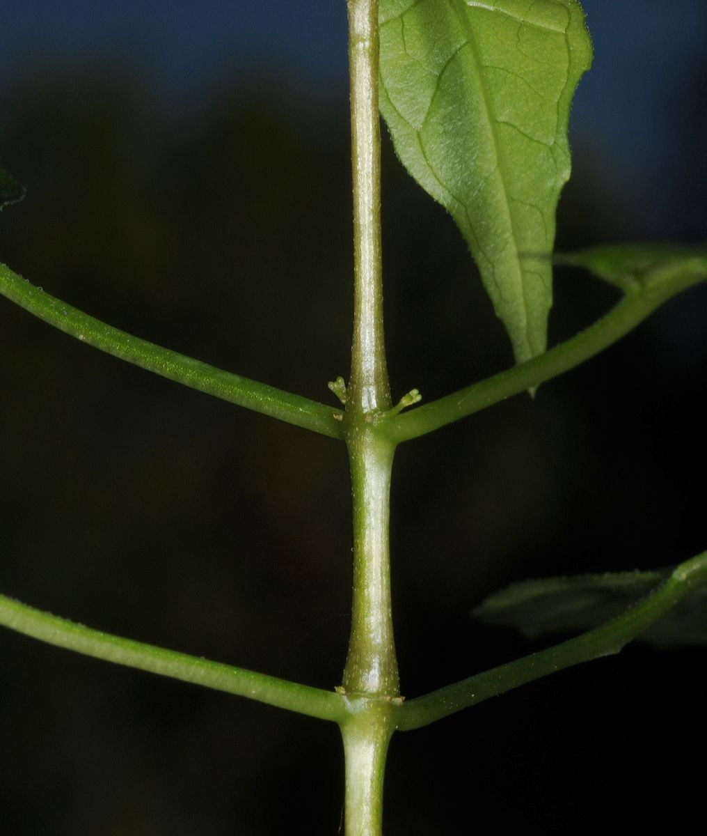 Onagraceae Circaea alpina