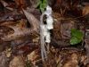 image of Monotropa uniflora