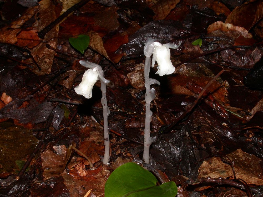 Ericaceae Monotropa uniflora