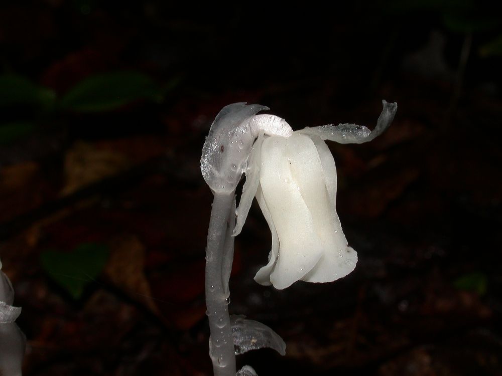 Ericaceae Monotropa uniflora