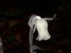 image of Monotropa uniflora