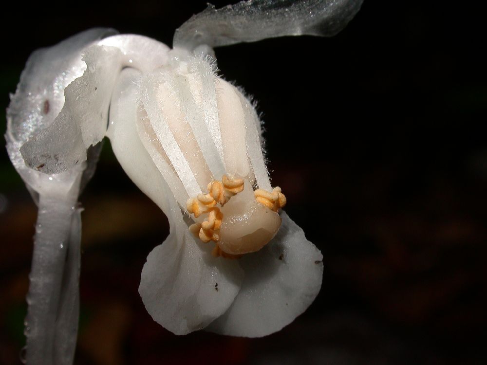 Ericaceae Monotropa uniflora