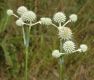 image of Eryngium yuccifolium