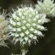 image of Eryngium yuccifolium